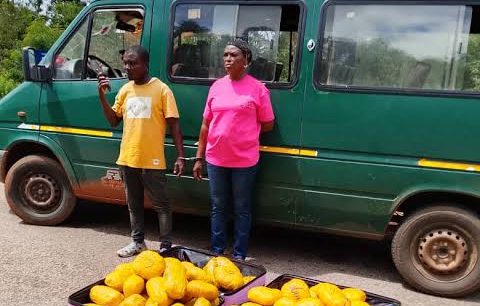 Bole Police Reject GHS 300,000 Bribe After Cannabis Seizure