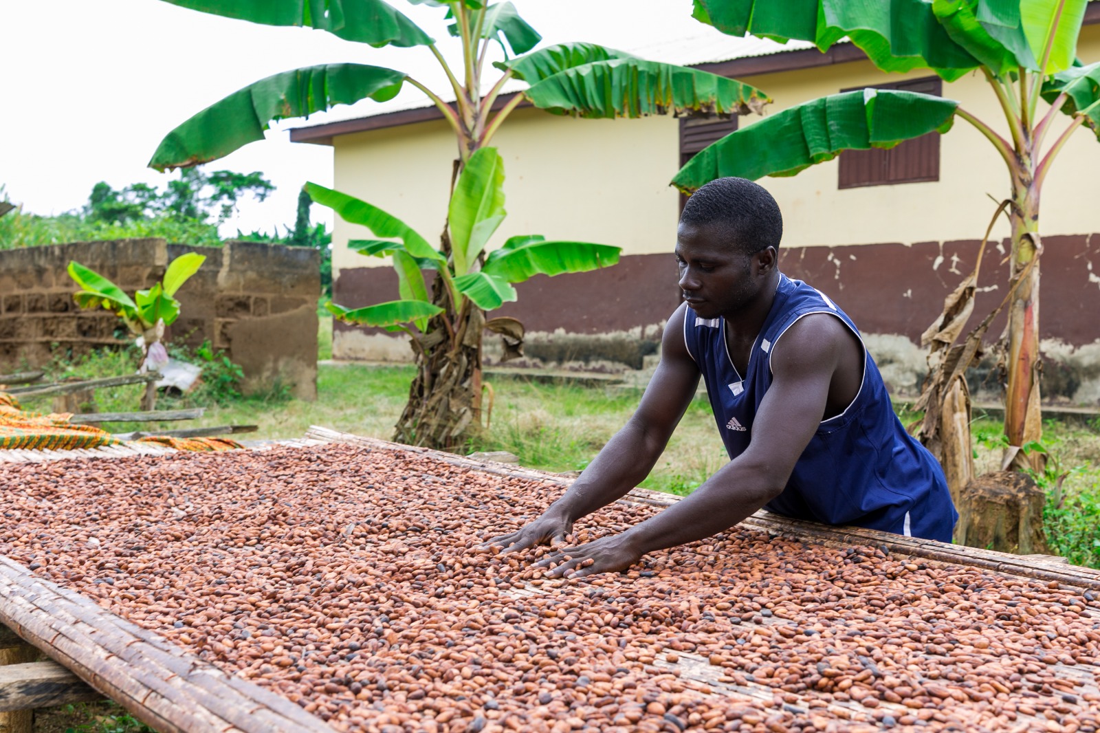 Fairtrade Africa Sets New Cocoa Living Income Prices for Ghana, Côte d'Ivoire