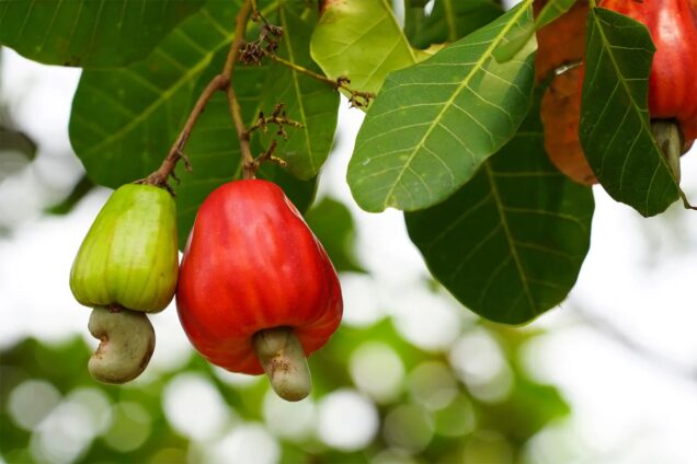 Ghana Cashew Apple Initiative Targets New Jobs, Income Streams