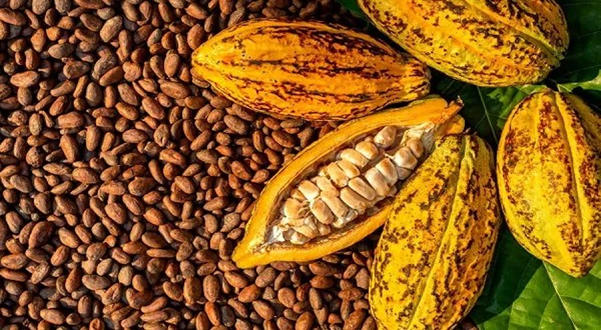 Ghana Cocoa Production Forecast to Drop 16%