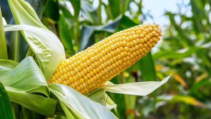 Ghana Maize Output Forecast to Fall 14% Amid Weak Prices