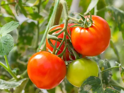Ghana spends GHS 2.1 billion on tomato imports annually