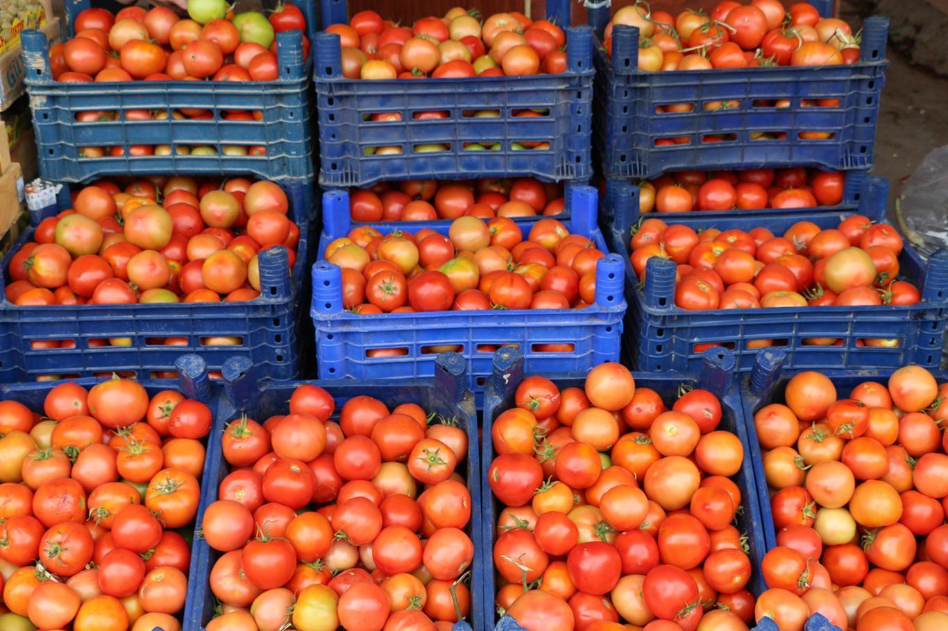 Ghana targets 4-month tomato import cut with solar irrigation