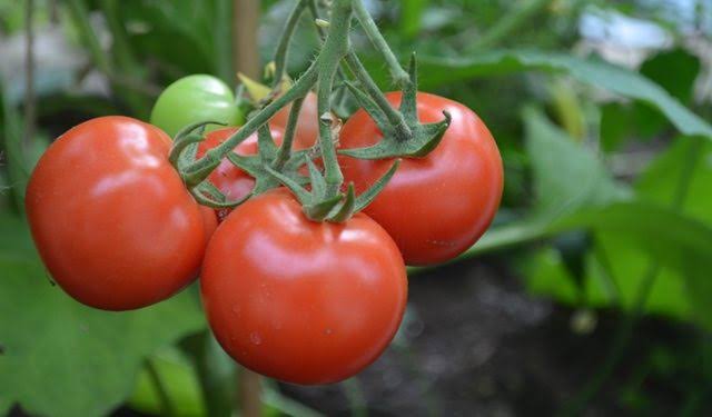Ghana Tomato Farmers Face Price Collapse After 40 Percent Harvest Surge