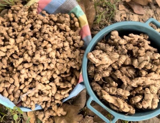 Ginger Prices Surge 111.3% in Ghana, GSS Flags Investment Opportunity