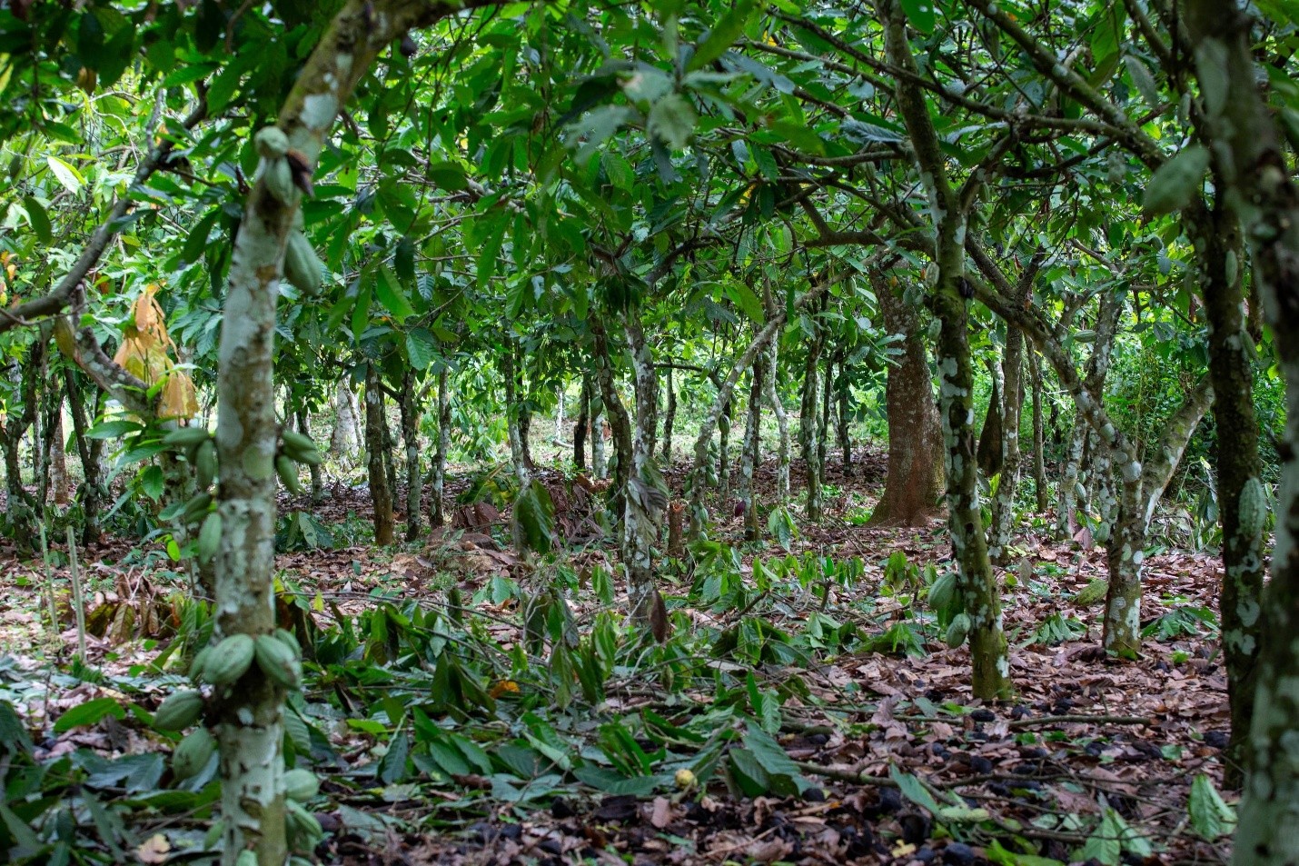 Illegal Mining Destroys 9,000 Hectares of Ghana's Forest Reserves