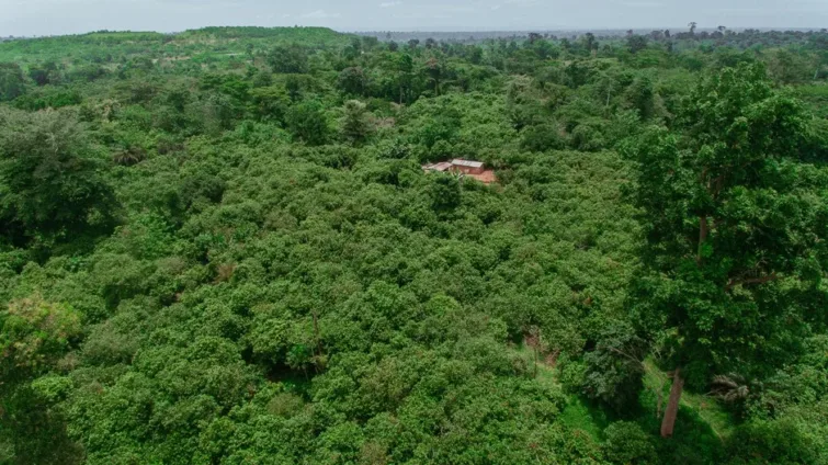 Illegal Mining Destroys 8,924 Hectares of Ghana's Forest Reserves