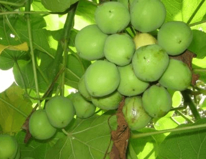 KNUST Researchers Develop High-Performance Jatropha Oil Lubricant