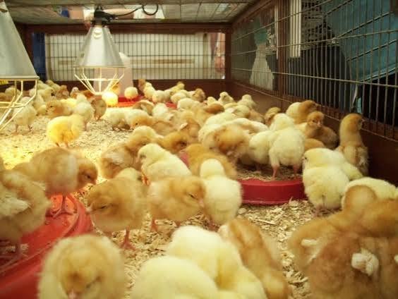 Nkoko Nkitinkiti chicken beneficiaries eat, do not rear, birds