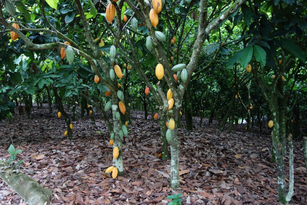 Over 100,000 Acres of Cocoa Farms Lost to Illegal Mining