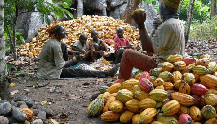 Parliament Guarantees Cocoa Farmers 70% Export Price Share