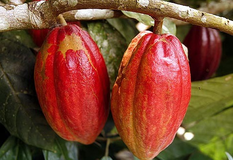Ghana Parliament passes COCOBOD Bill 2026