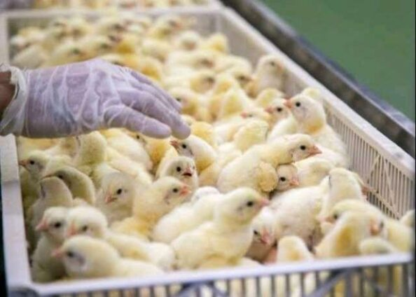 Nkoko Nkitinkiti Initiative Alone Insufficient for Poultry Sector says Farmers Association