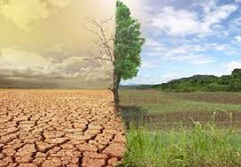 Tantanlawura, TCDA Launch 1,000-Hectare Tree Plantation