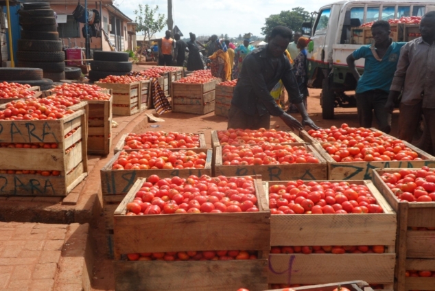 Tomato Prices Soar 158.3% in August, Driving Inflation