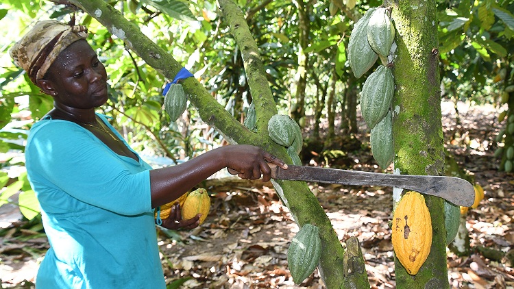 West Africa Cocoa Faces EU Anti-Deforestation Rules, Supply Concerns Rise