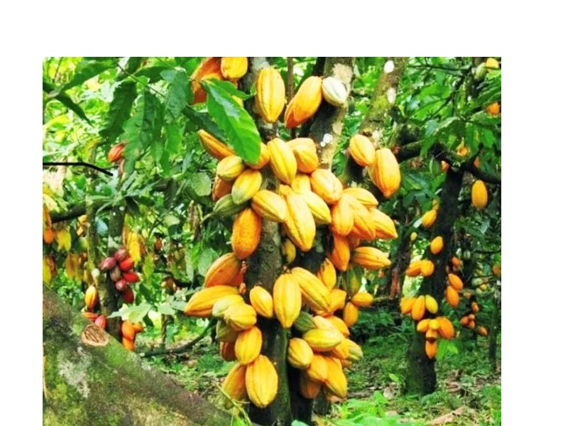 Young Cocoa Farmers Petition Mahama Over 2026/27 Season Uncertainty